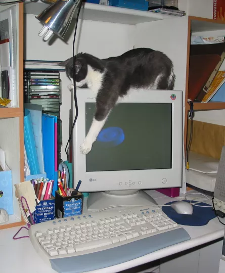 La gatta Alice sul monitor